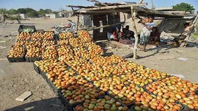 مهندس زراعي: العشوائية وعدم التزام المزارعين بالخطط ساعد في هبوط أسعار الطماطم